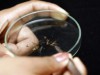 Anopheles darlingi são estudados (Foto: Ricardo Oliveira)