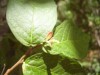 Uso de plantas medicinais será tema do Fórum (Foto:Divulgação)