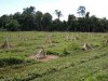 Pequena plantação de guaraná (Foto: Wenceslau Teixeira/Embrapa)