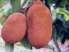 Fruto do cupuaçu gera bebidas saborosas (Foto: Divulgação)