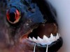 Piranhas estiveram no alvo da expedição pelo rio Xingu (Fotos: Divulgação/NatGeo)