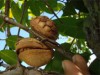 Pesquisa avança nas análises da germinação de sementes (Foto: Vanderlei Antônio Stefanuto)