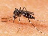 Pesquisas investigam vírus da dengue quando ainda está dentro do vetor (mosquito) (Foto: Divulgação)