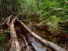 Pesquisador estima que 30% das terras baixas da Amazônia sejam áreas úmidas (Foto: Divulgação)