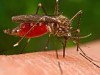 Doença é transmitida por mosquito (Foto: Divulgação)