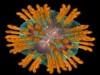 Vírus da hepatite C (Imagem: Divulgação)