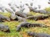 Manejo já é possível, mas deve acontecer paralelo às pesquisas, diz biólogo (Foto: Divulgação)