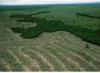 Mudanças no projeto do novo Código Florestal (Foto: Divulgação)