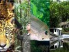 Bioma amazônico irá para dentro da sala de aula (Foto: Montagem/FAPEAM)