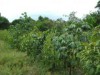 Experimento com plantas adubadeiras (Foto: Síglia Regina/Embrapa)