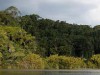 Solos da Amazônia são ricos em potássio (Imagem: Divulgação)