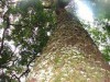 Árvores são responsáveis pelo sequestro de carbono do ar (Foto: Divulgação)