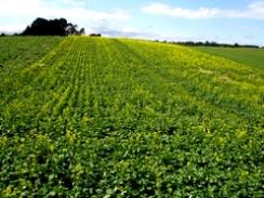 Imagem da notícia - Anvisa publica novos critérios para registro de agrotóxicos