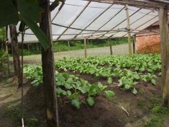 Imagem da notícia - Difusão científica e tecnológica será usada para valorização de produtos vegetais amazônicos