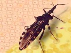 Imagem da notícia - Estudo pretende analisar dinâmica de transmissão da doença de Chagas