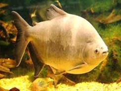 Imagem da notícia - Sequenciamento do genoma de peixes brasileiros tem apoio do CNPq