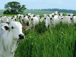 Imagem da notícia - Estudo aborda melhorias no sistema de produção de leite e carne bovina