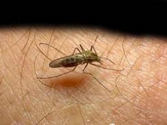 Imagem da notícia - Produto à base de cal e cloro elimina larvas dos mosquitos da malária e dengue