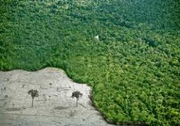 Imagem da notícia - Floresta Amazônica é mapeada em detalhes sem precedentes