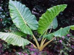 Imagem da notícia - Planta amazônica consegue absorver metais pesados
