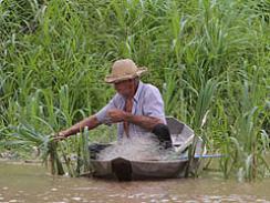 Imagem da notícia - Estudo avalia consumo de carne de piranha em área do AM