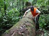 Levantamento é feito no meio da floresta (Foto: Niro Higuchi)