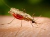 Mosquito da Malária (Foto: Divulgação)