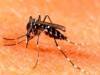 Mosquito transmissor da dengue - Aedes aegipty (Foto: Divulgação)