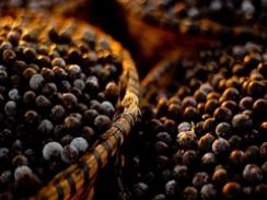 Imagem da notícia - Caroço de açaí será utilizado na produção de energia renovável no Pará