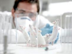 Imagem da notícia - Você opina: Você concorda com o uso de animais em pesquisas científicas?