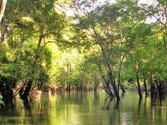 Imagem da notícia - Áreas úmidas ajudam a preservar biodiversidade amazônica, diz pesquisa
