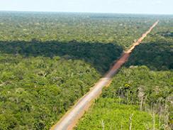 Imagem da notícia - Projeto visa caracterizar a fauna de mamíferos ao longo da BR-319