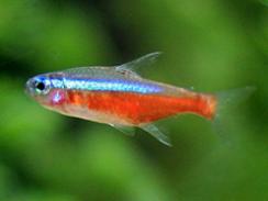 Imagem da notícia - Reprodução de peixe ornamental em laboratório poderá beneficiar piabeiros