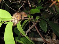 Imagem da notícia - Rede BioPHAM rastreia novas espécies da fauna amazônica
