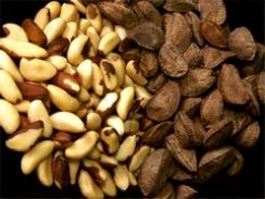 Imagem da notícia - Produtores de castanha são capacitados no Amazonas