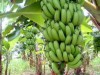 Preocupação é diminuir o uso de agrotóxicos em plantações de banana (Foto: Reprodução)