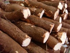 Imagem da notícia - Mandioca açucarada para produção de álcool é tema de pesquisa da Embrapa na Amazônia