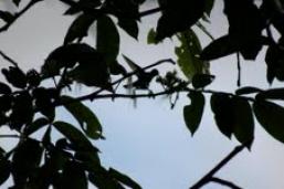Imagem da notícia - Musa inaugura exposição sobre florestas tropicais úmidas