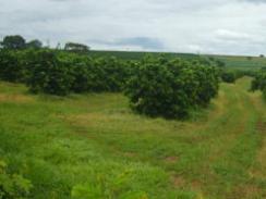 Imagem da notícia - Projeto avalia estado nutricional dos pomares de laranja-pera na região do Amazonas