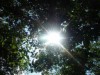 Árvores amazônicas em região próxima a Manaus (Crédito: Karina Miotto - Reprodução/O Eco)