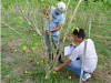 Experimento com pinhão-manso em Itacoatiara (AM) (Foto: Reprodução)