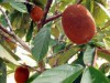Cupuaçu tem potencial para produção de biocombustível (Foto: Reprodução)