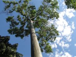 Imagem da notícia - Empresa produz creme rejuvenescedor à base de árvore nativa da Amazônia