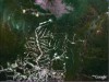 Assentamento de Machadinho dOeste visto por satélite (Foto: Reprodução)