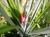 Planta Curauá (Foto: Reprodução)