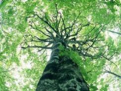 Imagem da notícia - Redetec discute inovação nas sociedades sustentáveis