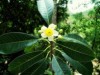 A planta Kielmeyera aureovinosa, descoberta recentemente pela equipe da empresa Extracta Moléculas Naturais durante expedição na mata atlântica, tem ação antibiótica contra superbactéria associada a infecções hospitalares (Foto: Mario Gomes / Extracta)