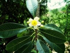 Imagem da notícia - Planta brasileira pode auxiliar no combate a bactéria superresistente
