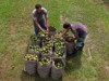 Brasil ocupa lugar de destaque em nível mundial na área de citricultura, principalmente na produção de laranja-pera (Foto: Ricardo Oliveira/Ag. FAPEAM)