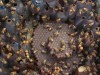 Colônia de abelhas sem ferrão da espécie melipona seminigra merrillae (Foto: Acervo pesquisador)